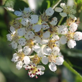 Mitschurin-Aronia (Pflanze)