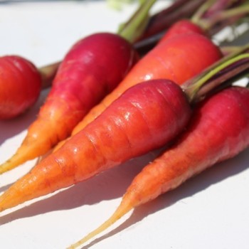 Möhre Rouge Sang (Samen)