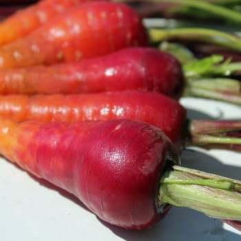 Möhre Rouge Sang (Samen)