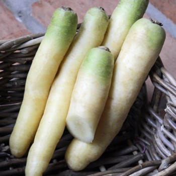 Möhre White Belgian (Samen)
