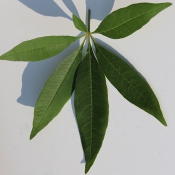 Mönchspfeffer (Pflanze)