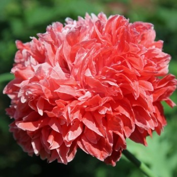 Mohn Frosted Salmon (Samen)