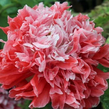 Mohn Frosted Salmon (Samen)