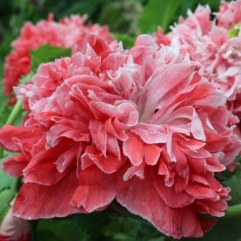 Mohn Frosted Salmon (Samen)