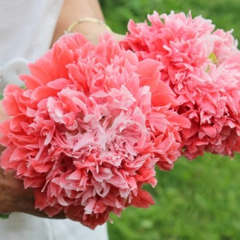 Mohn Frosted Salmon (Samen)