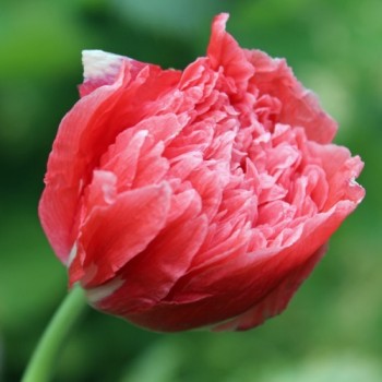 Mohn Frosted Salmon (Samen)