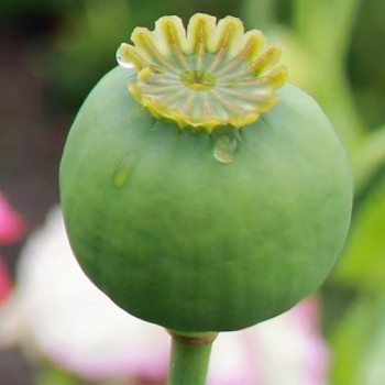 Mohn Gigant (Samen)