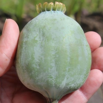 Mohn Gigant (Samen)