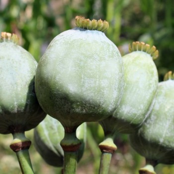 Mohn Gigant (Samen)