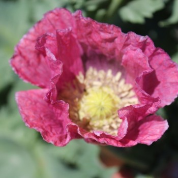 Mohn Gigant (Samen)