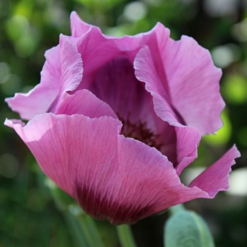 Mohn Gigant (Samen)
