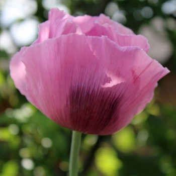 Mohn Gigant (Samen)