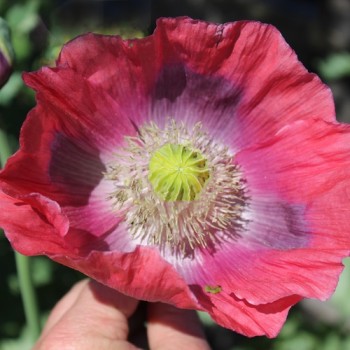 Mohn Gigant (Samen)
