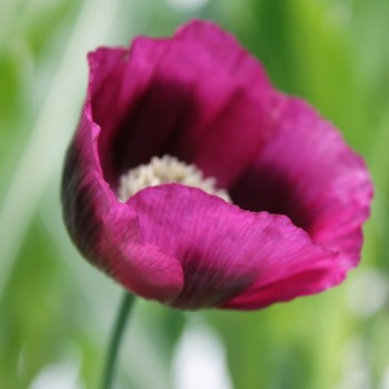 Mohn Lauren's Grape (Samen)