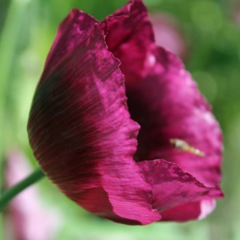 Mohn Lauren's Grape (Samen)