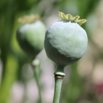 Mohn Lauren's Grape (Samen)