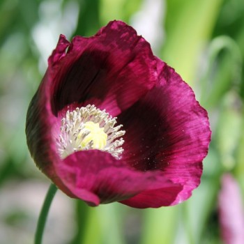 Mohn Lauren's Grape (Samen)