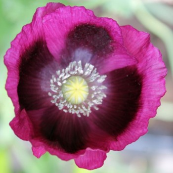 Mohn Lauren's Grape (Samen)