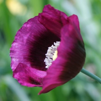 Mohn Lauren's Grape (Samen)