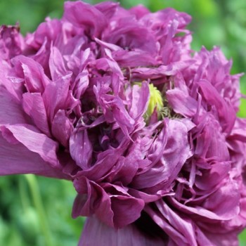 Mohn Lilac Peony (Samen)