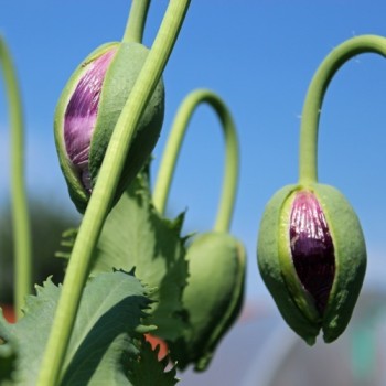 Mohn Lilac Peony (Samen)
