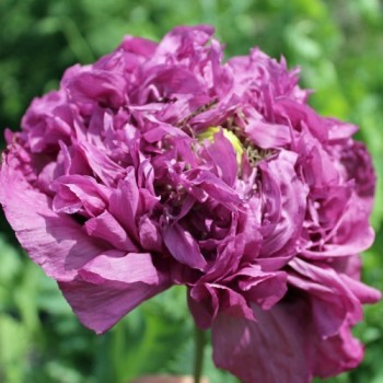 Mohn Lilac Peony (Samen)