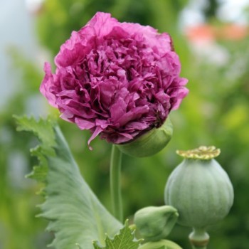 Mohn Lilac Peony (Samen)