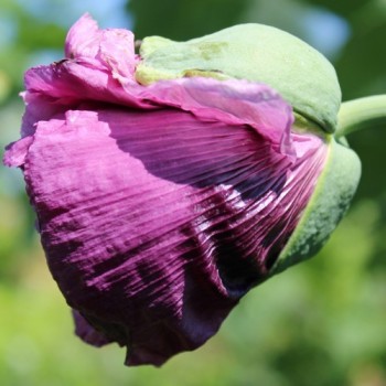 Mohn Lilac Peony (Samen)