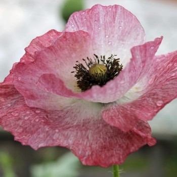 Seidenmohn Mother of Pearl (Samen)