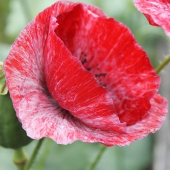 Seidenmohn Mother of Pearl (Samen)