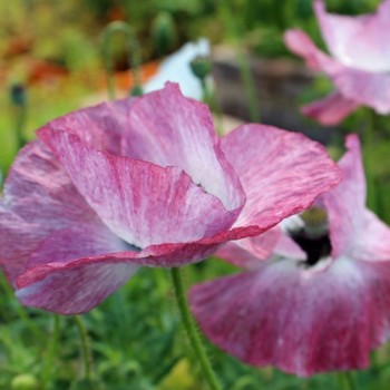 Seidenmohn Mother of Pearl (Samen)