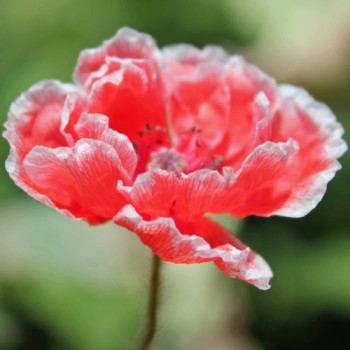 Seidenmohn Mother of Pearl (Samen)