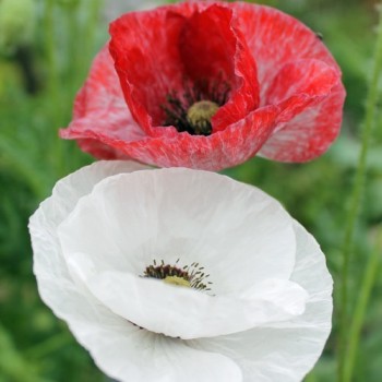 Seidenmohn Mother of Pearl (Samen)