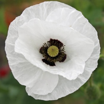 Seidenmohn Mother of Pearl (Samen)