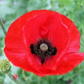 Seidenmohn Mother of Pearl (Samen)