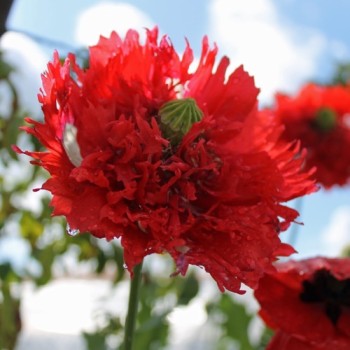 Mohn Oase (Samen)