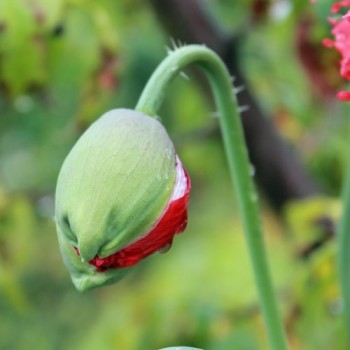 Mohn Oase (Samen)