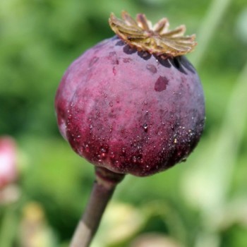 Mohn Scarlet Paeony (Samen)