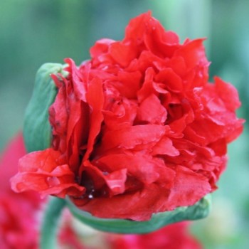 Mohn Scarlet Paeony (Samen)