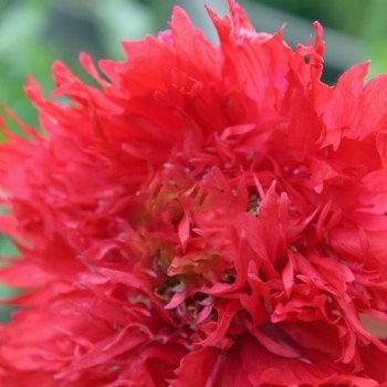 Mohn Scarlet Paeony (Samen)