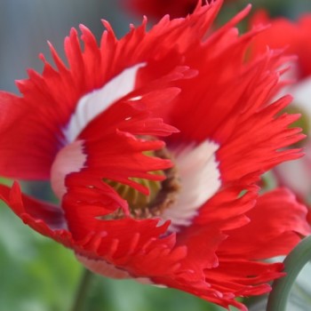 Mohn Victoria Cross (Samen)