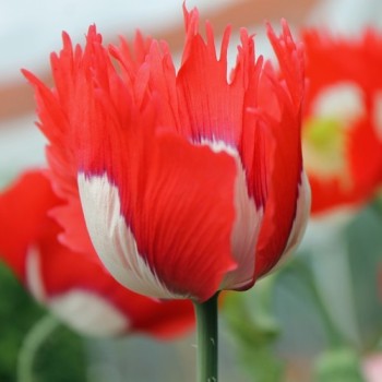 Mohn Victoria Cross (Samen)