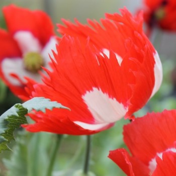 Mohn Victoria Cross (Samen)