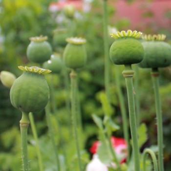 Mohn Victoria Cross (Samen)
