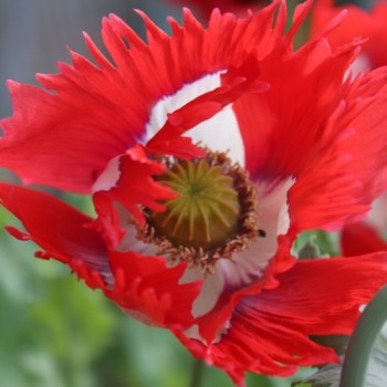 Mohn Victoria Cross (Samen)