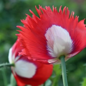 Mohn Victoria Cross (Samen)