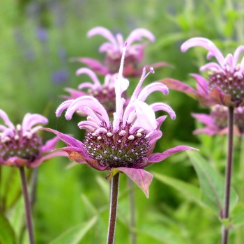 Wildes Bergamot (Samen)