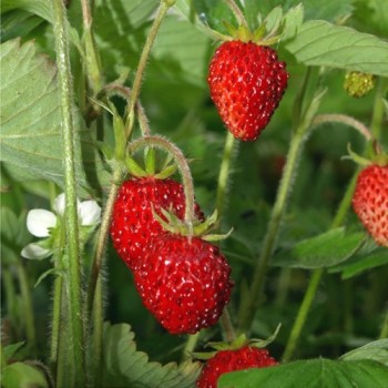 Monatserdbeere Attila (Samen)