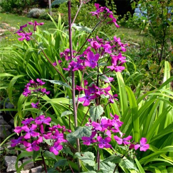 Mondviole violett (Samen)