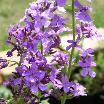 Mondviole violett (Samen)